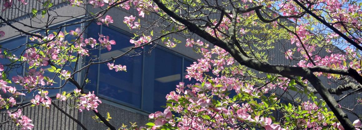 header image of trees in bloom on campus