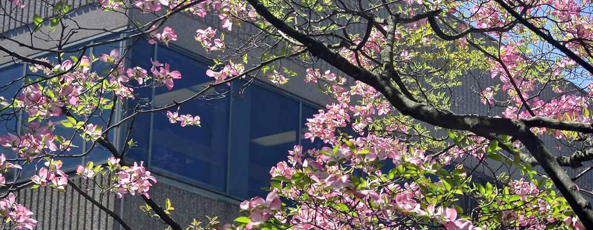 Gerber Glass Library at Haub Law through the branches and blooms of a tree on campus