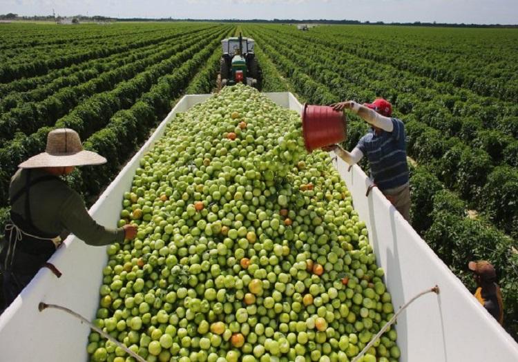 Agricultural workers fill a bin with tomatoes 